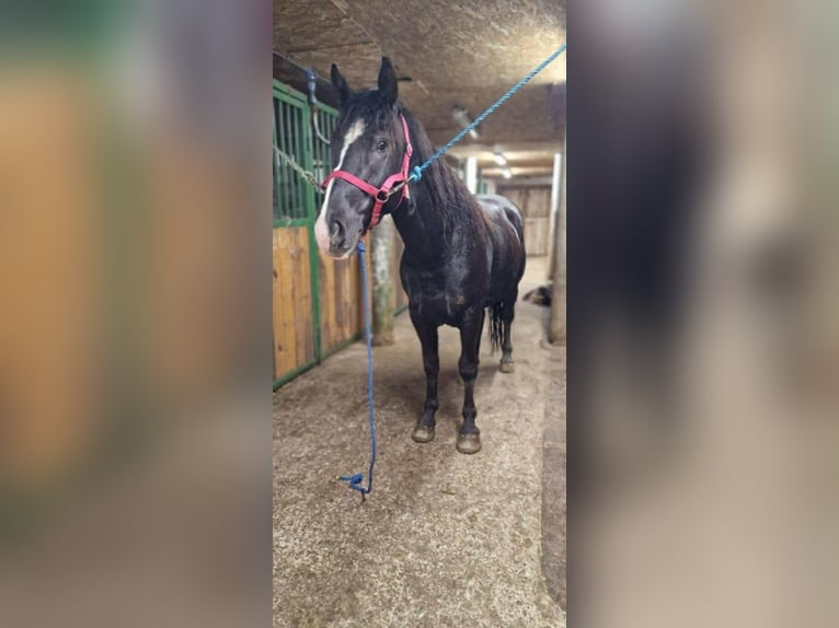 Altri pony/cavalli di piccola taglia Castrone 4 Anni 145 cm Morello in Rechnitz