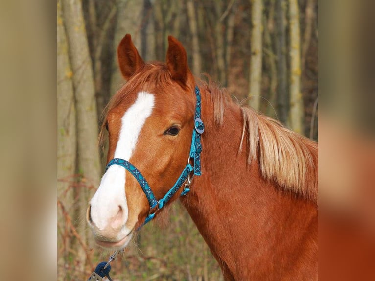 Altri pony/cavalli di piccola taglia Castrone 4 Anni 145 cm Sauro in SumetendorfReinersdorf