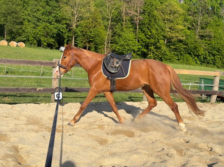 Altri pony/cavalli di piccola taglia Castrone 4 Anni 145 cm Sauro in SumetendorfReinersdorf