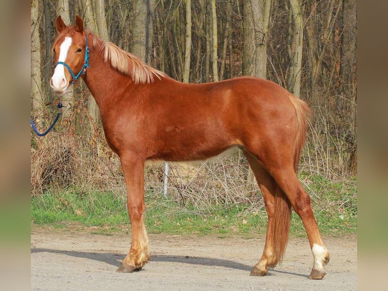 Altri pony/cavalli di piccola taglia Castrone 4 Anni 145 cm Sauro in SumetendorfReinersdorf