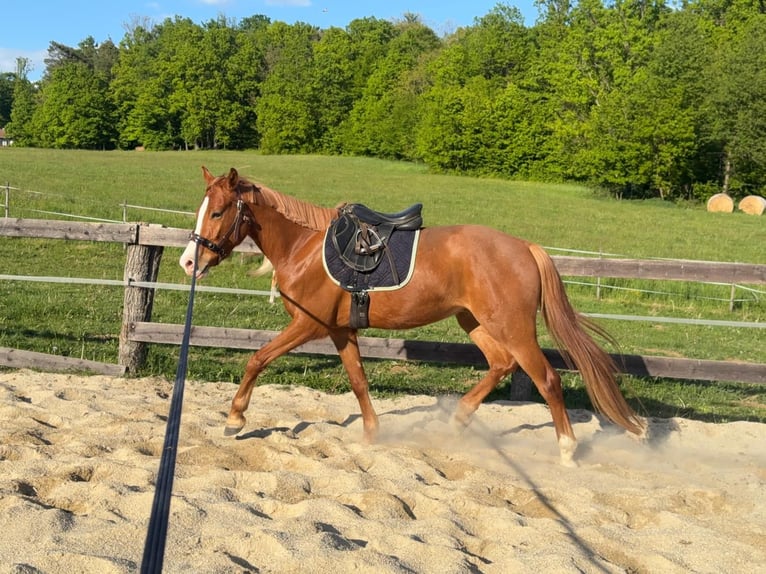 Altri pony/cavalli di piccola taglia Castrone 4 Anni 145 cm Sauro in SumetendorfReinersdorf