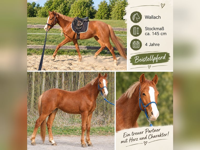 Altri pony/cavalli di piccola taglia Castrone 4 Anni 145 cm Sauro in SumetendorfReinersdorf