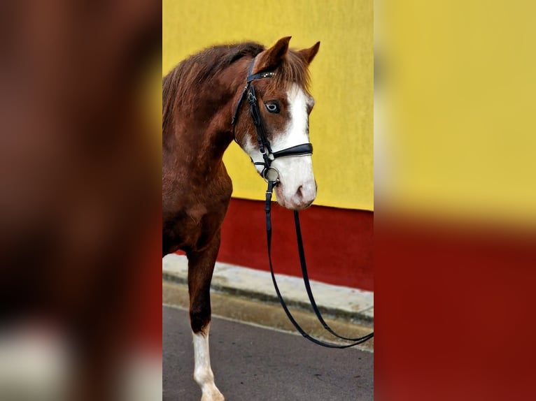 Altri pony/cavalli di piccola taglia Castrone 4 Anni 145 cm Sauro scuro in Rechnitz