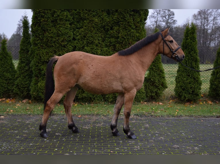 Altri pony/cavalli di piccola taglia Castrone 4 Anni 147 cm Falbo in Chełmno