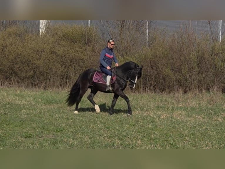 Altri pony/cavalli di piccola taglia Castrone 4 Anni 147 cm Morello in Békéscsaba