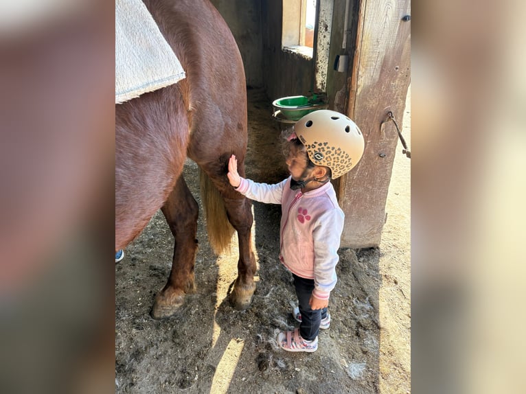Altri pony/cavalli di piccola taglia Castrone 4 Anni 147 cm Sauro scuro in Rechnitz