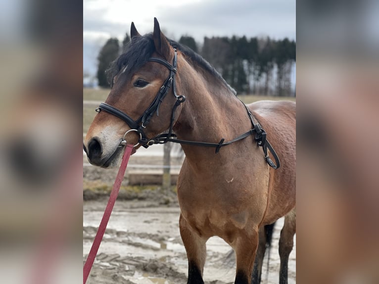 Altri pony/cavalli di piccola taglia Castrone 4 Anni 148 cm Baio chiaro in Uttendorf