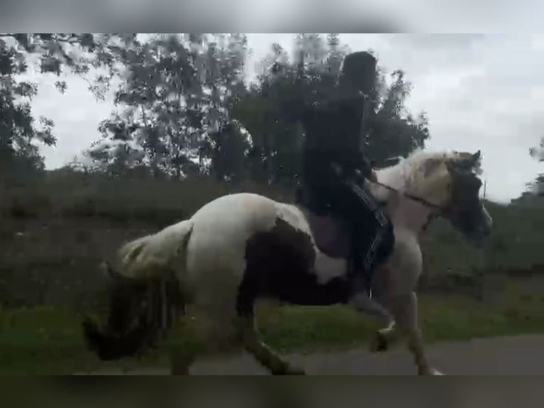 Altri pony/cavalli di piccola taglia Castrone 4 Anni 148 cm Pezzato in Rechnitz