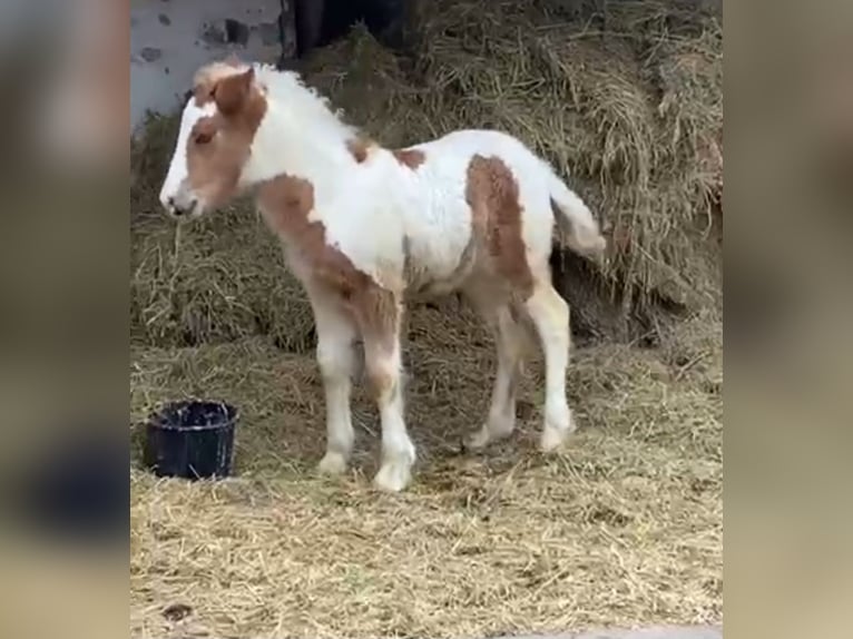 Altri pony/cavalli di piccola taglia Castrone 4 Anni 148 cm Pezzato in Rechnitz