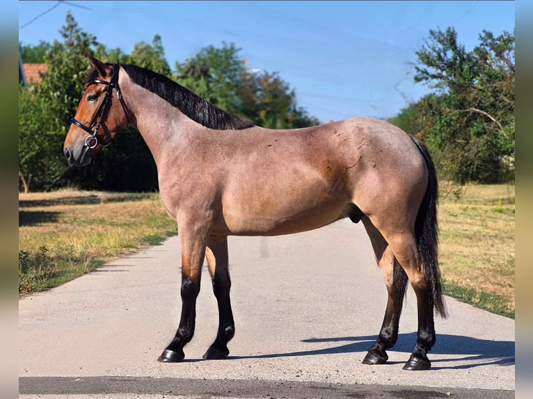Altri pony/cavalli di piccola taglia Castrone 4 Anni 148 cm Roano rosso in Mezőkovácsháza