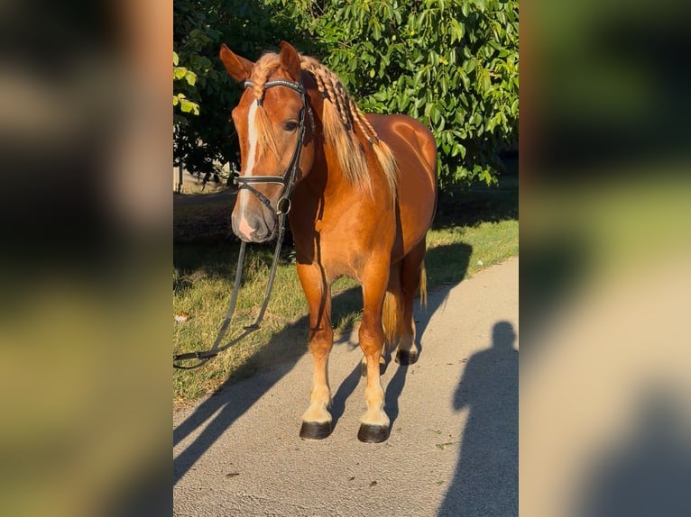 Altri pony/cavalli di piccola taglia Castrone 4 Anni 148 cm Sauro in Rechnitz