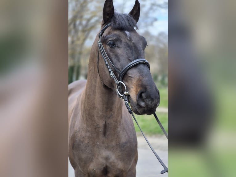 Altri pony/cavalli di piccola taglia Castrone 4 Anni 150 cm Baio in Békéscsaba