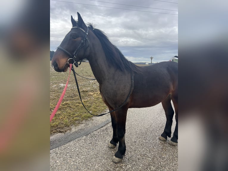 Altri pony/cavalli di piccola taglia Castrone 4 Anni 150 cm Morello in Uttendorf