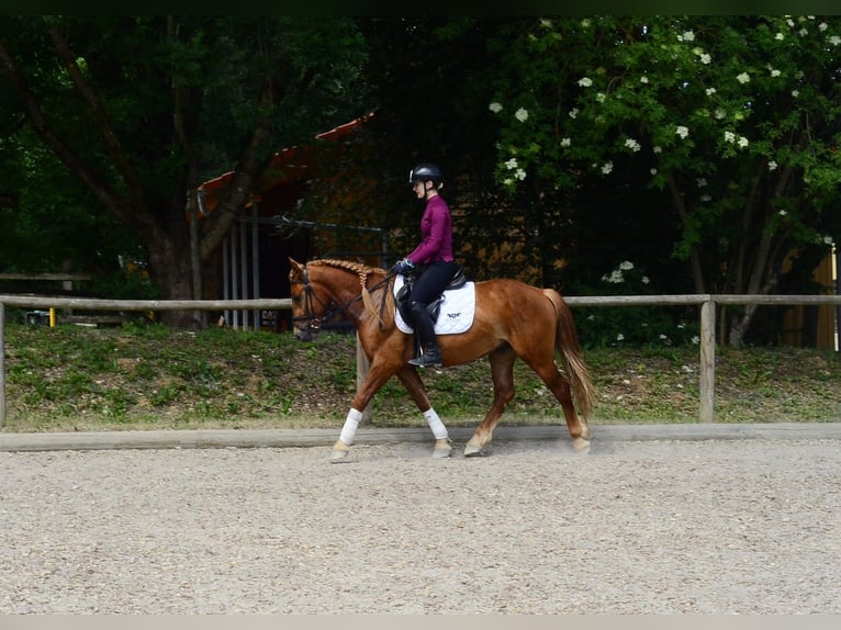 Altri pony/cavalli di piccola taglia Castrone 4 Anni 150 cm Sauro in Wellheim