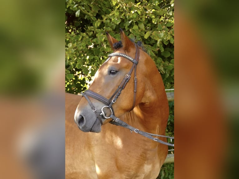 Altri pony/cavalli di piccola taglia Mix Castrone 4 Anni 152 cm Baio in Bünde