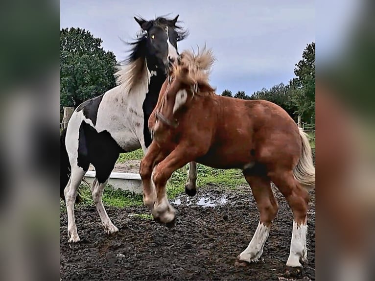 Altri pony/cavalli di piccola taglia Mix Castrone 4 Anni 152 cm Pezzato in Fahrenkrug