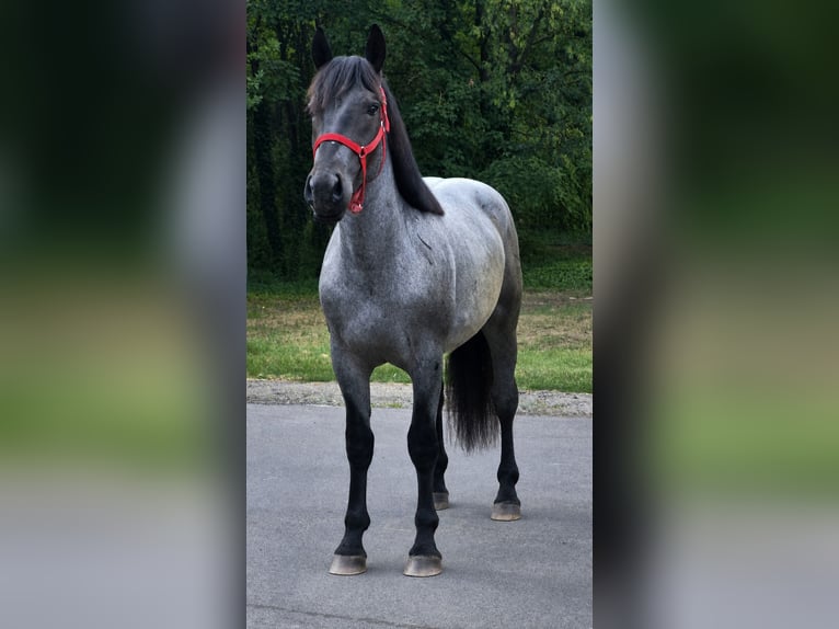 Altri pony/cavalli di piccola taglia Castrone 4 Anni 152 cm Roano blu in Neu Gaarz