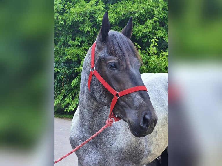 Altri pony/cavalli di piccola taglia Castrone 4 Anni 152 cm Roano blu in Neu Gaarz