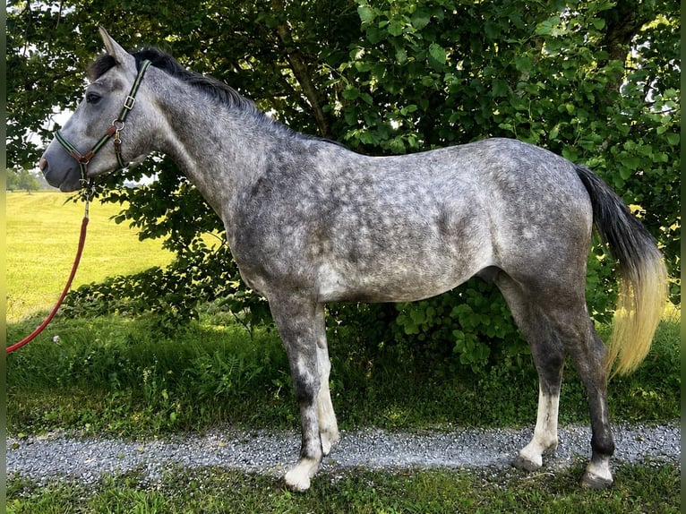 Altri pony/cavalli di piccola taglia Castrone 4 Anni 155 cm Leardo in Helpfau