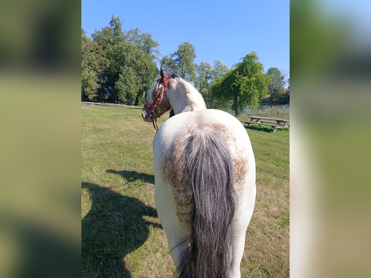 Altri pony/cavalli di piccola taglia Castrone 4 Anni 155 cm Pezzato in Neu Gaarz
