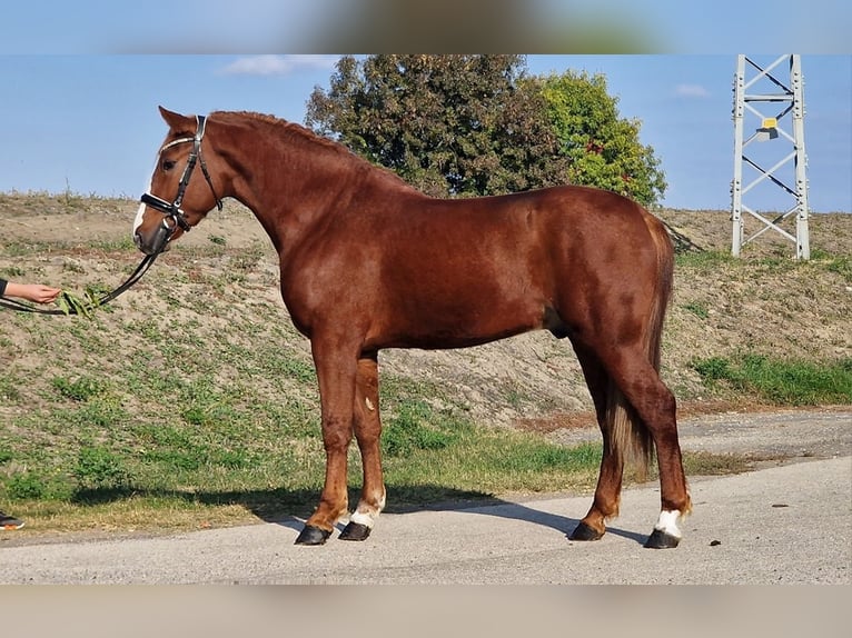 Altri pony/cavalli di piccola taglia Castrone 4 Anni 155 cm Sauro in B&#xE9;k&#xE9;scsaba