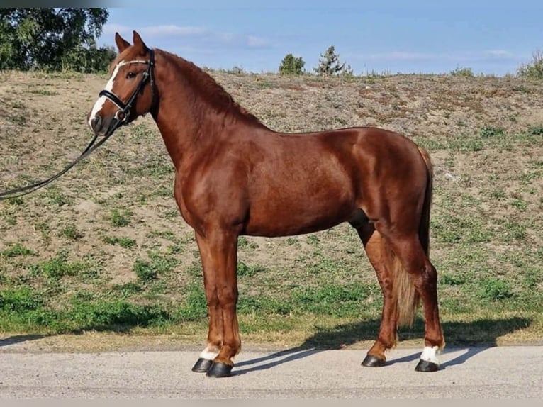 Altri pony/cavalli di piccola taglia Castrone 4 Anni 158 cm Sauro in Rechnitz