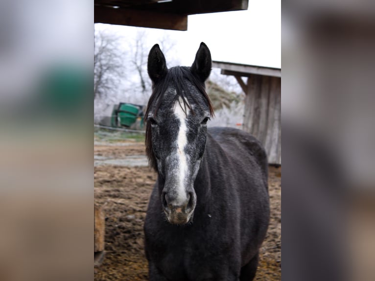 Altri pony/cavalli di piccola taglia Mix Castrone 4 Anni 160 cm Grigio in Nekla