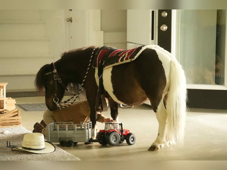 Altri pony/cavalli di piccola taglia Castrone 4 Anni 81 cm in Fresno, OH