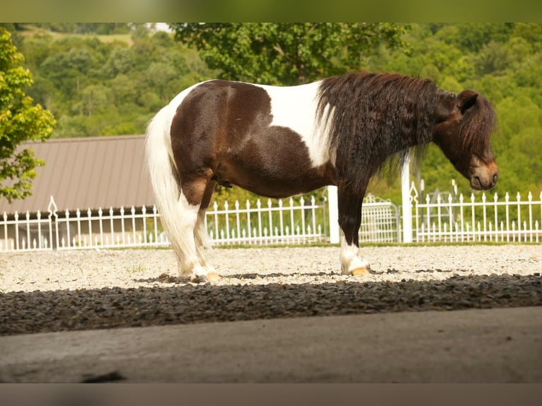 Altri pony/cavalli di piccola taglia Castrone 4 Anni 81 cm in Fresno, OH