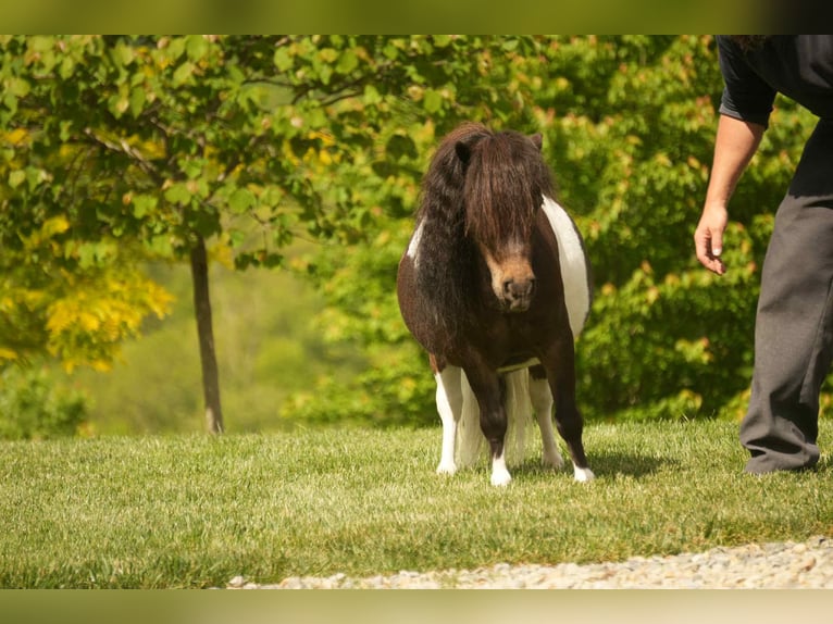 Altri pony/cavalli di piccola taglia Castrone 4 Anni 81 cm in Fresno, OH