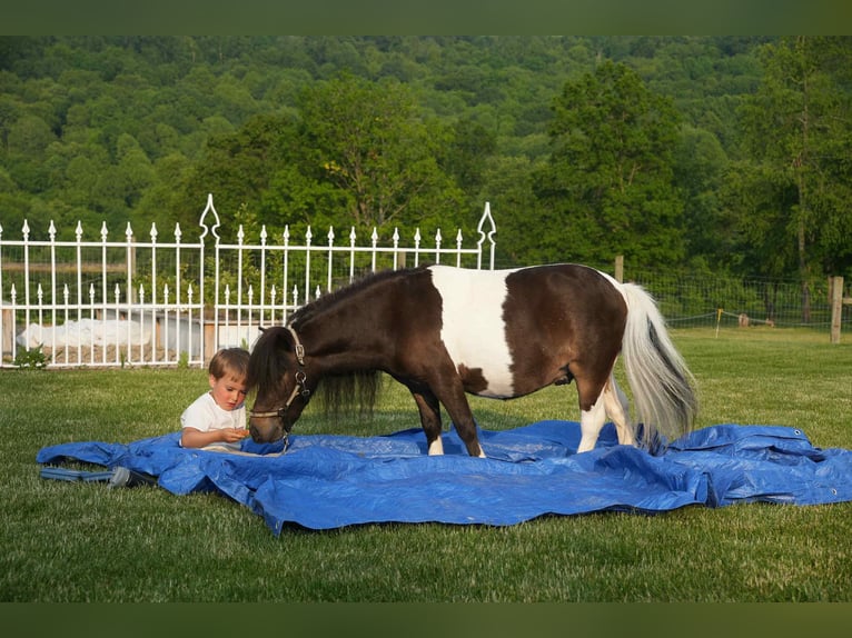 Altri pony/cavalli di piccola taglia Castrone 4 Anni 81 cm in Fresno, OH