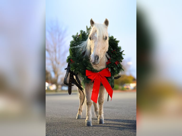Altri pony/cavalli di piccola taglia Castrone 4 Anni 86 cm Palomino in Sedalia