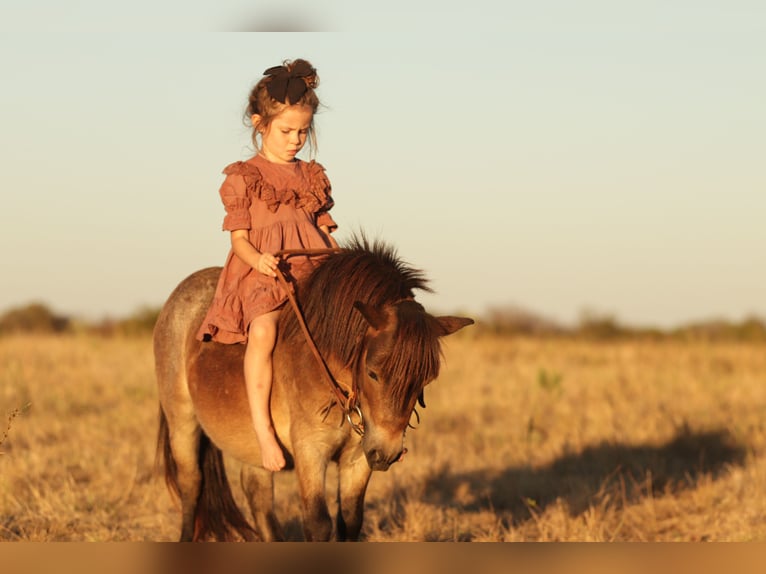 Altri pony/cavalli di piccola taglia Castrone 4 Anni 89 cm Baio roano in Ryan