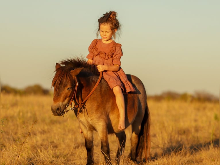 Altri pony/cavalli di piccola taglia Castrone 4 Anni 89 cm Baio roano in Ryan