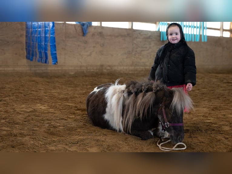 Altri pony/cavalli di piccola taglia Castrone 4 Anni 91 cm Pezzato in Fredericksburg