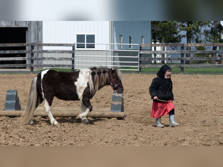 Altri pony/cavalli di piccola taglia Castrone 4 Anni 91 cm Pezzato in Fredericksburg