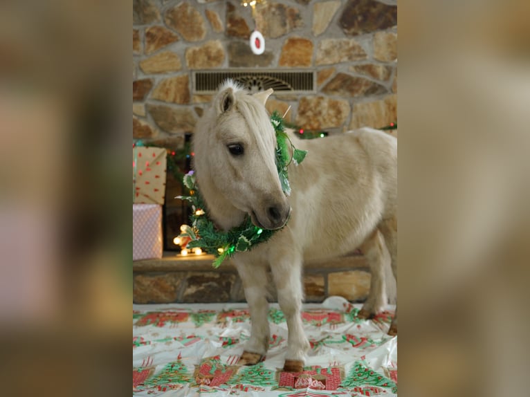 Altri pony/cavalli di piccola taglia Castrone 4 Anni 94 cm Palomino in Bristolville