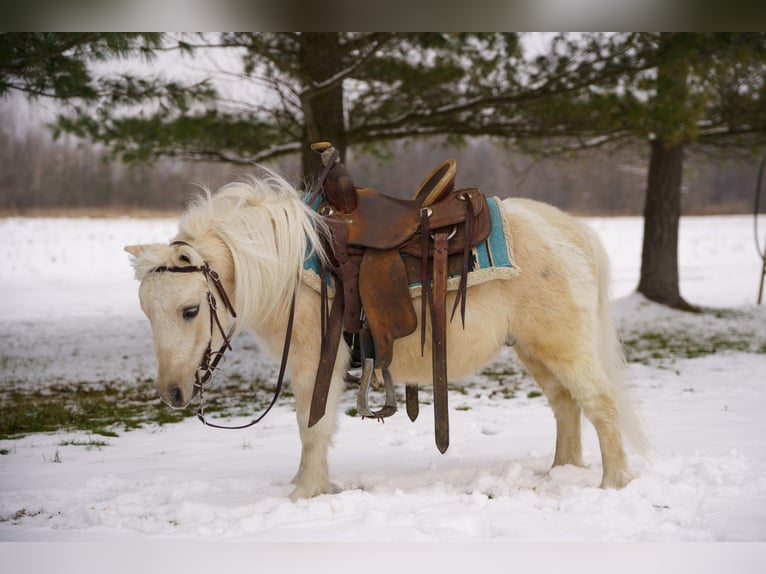 Altri pony/cavalli di piccola taglia Castrone 4 Anni 94 cm Palomino in Bristolville