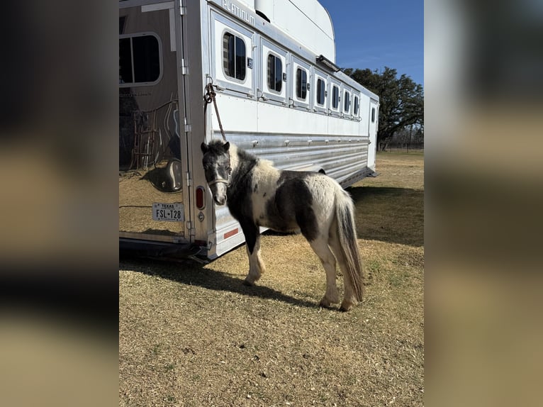 Altri pony/cavalli di piccola taglia Castrone 4 Anni 99 cm Pezzato in Guthrie