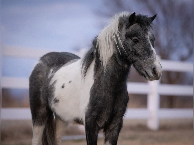 Altri pony/cavalli di piccola taglia Castrone 4 Anni 99 cm Pezzato in Guthrie