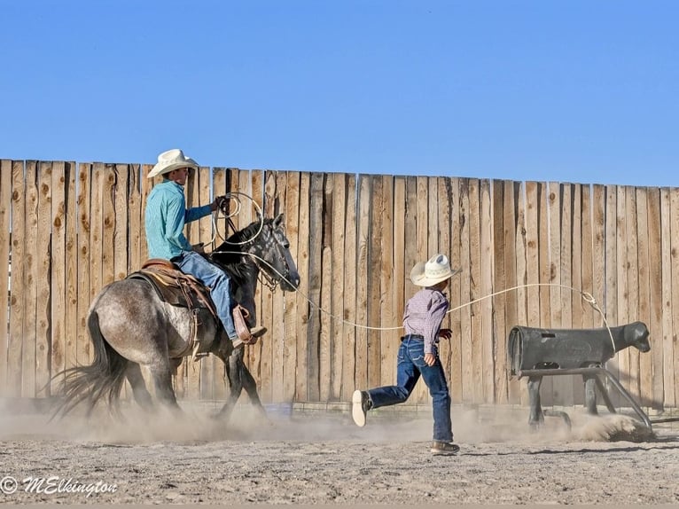 Altri pony/cavalli di piccola taglia Castrone 4 Anni Pelle di daino in Rigby