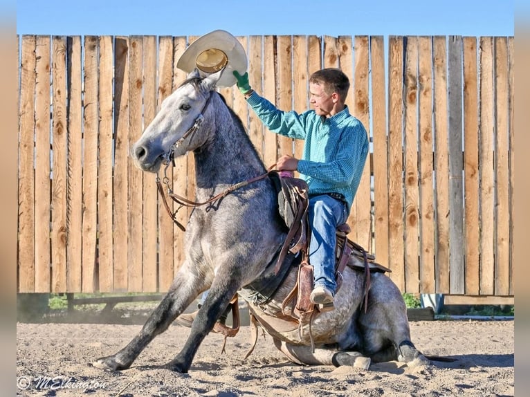 Altri pony/cavalli di piccola taglia Castrone 4 Anni Pelle di daino in Rigby
