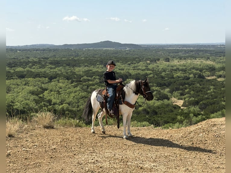 Altri pony/cavalli di piccola taglia Castrone 4 Anni Pezzato in Weatherford