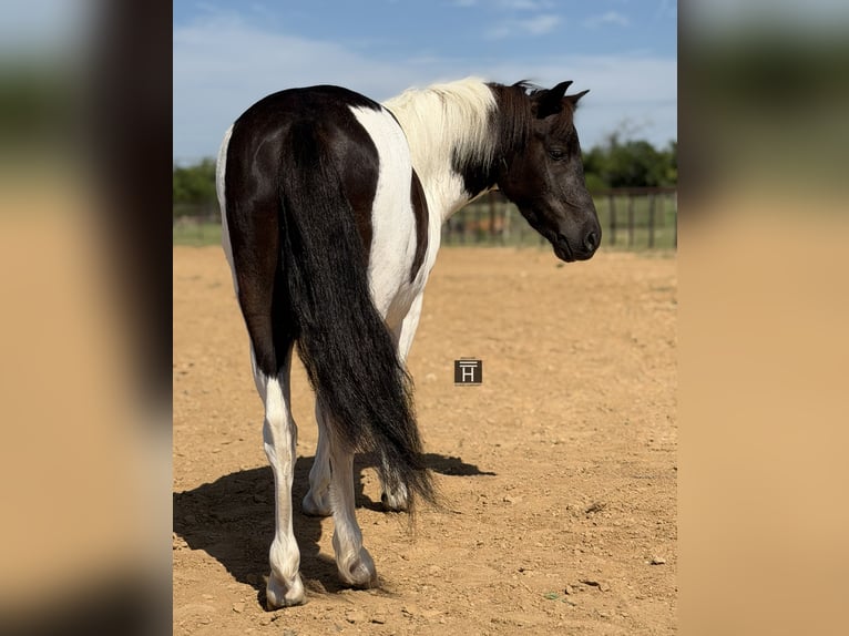 Altri pony/cavalli di piccola taglia Castrone 4 Anni Pezzato in Weatherford