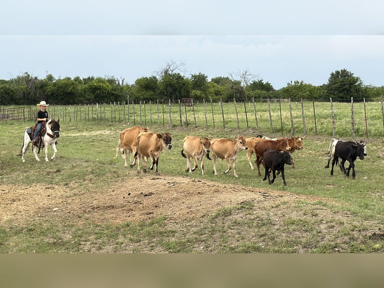 Altri pony/cavalli di piccola taglia Castrone 4 Anni Pezzato in Weatherford
