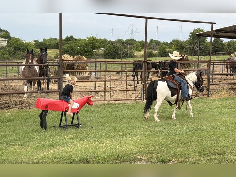 Altri pony/cavalli di piccola taglia Castrone 4 Anni Pezzato in Weatherford