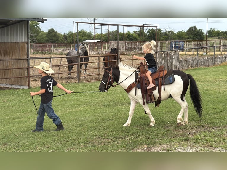 Altri pony/cavalli di piccola taglia Castrone 4 Anni Pezzato in Weatherford