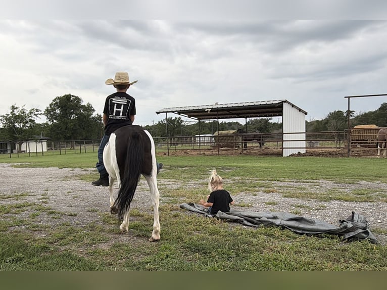 Altri pony/cavalli di piccola taglia Castrone 4 Anni Pezzato in Weatherford