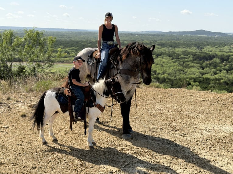 Altri pony/cavalli di piccola taglia Castrone 4 Anni Pezzato in Weatherford