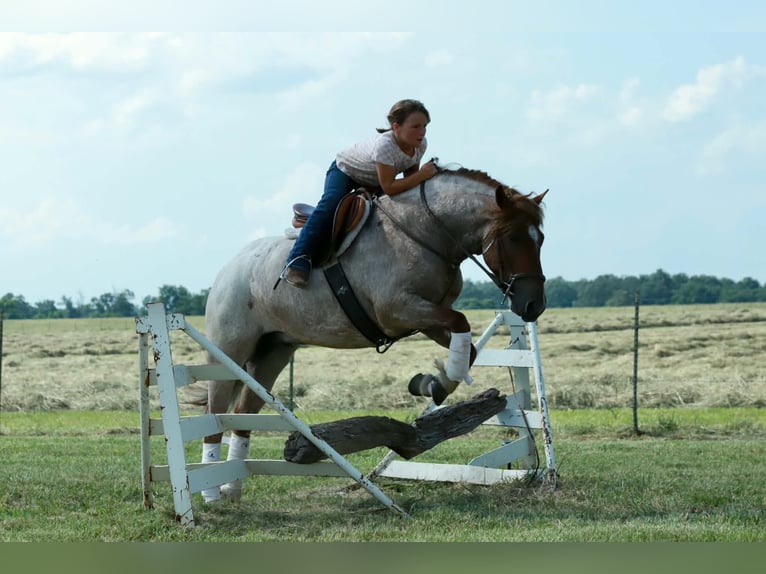 Altri pony/cavalli di piccola taglia Castrone 4 Anni Roano rosso in Purdy